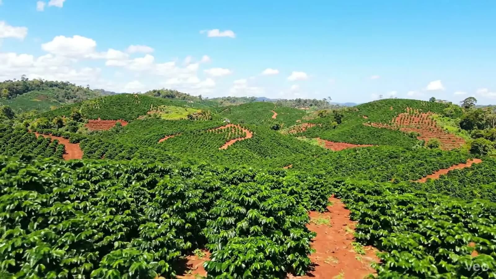 Coffee plants across the Vietnamese highlands